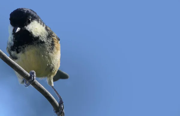 Coal Tit Sitting Gate Wood Blue Background — Stock fotografie