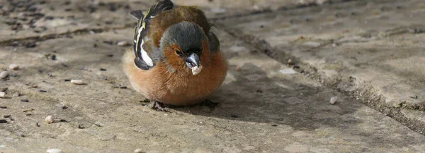 Veel Voorkomende Chaffinch Ziek Met Trichomonosis Dikke Vink Het Verenigd — Stockfoto