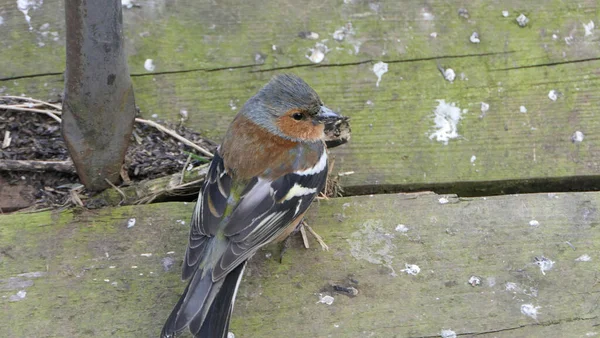 Chaffinch Commune Malade Avec Trichomonose Gros Pinson Royaume Uni — Photo