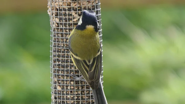 Great Tit feeding from a bird table in the UK