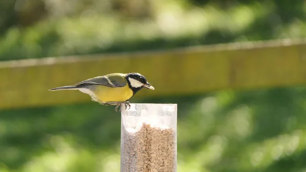 Kohlmeisen Ernähren Sich Von Einem Vogeltisch Großbritannien — Stockfoto