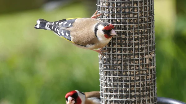 Chardonneret Rouge Européen Dans Une Mangeoire Arachides Royaume Uni — Photo