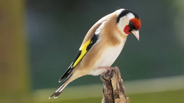 Goldfinch Juvenil Una Rama Bosque — Foto de Stock