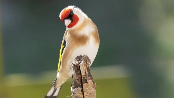 Goldfinch Juvenile Větvi Lese — Stock fotografie