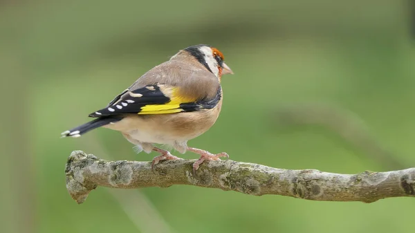 Goldfinch Větvi Dřevě Velké Británii — Stock fotografie