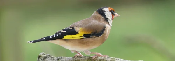 Goldfinch Una Rama Bosque Reino Unido — Foto de Stock