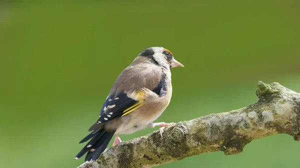 Goldfinch Gren Ett Trä Storbritannien — Stockfoto