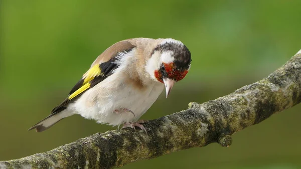 Goldfinch Uma Filial Uma Madeira Reino Unido — Fotografia de Stock