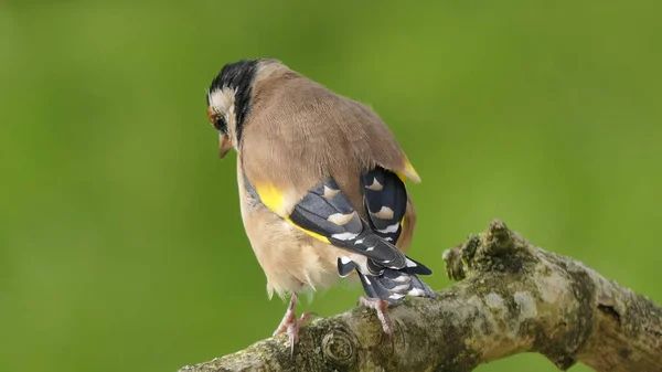 Goldfinch Een Tak Een Bos Het Verenigd Koninkrijk — Stockfoto