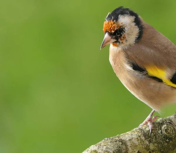 Goldfinch Větvi Dřevě Velké Británii — Stock fotografie