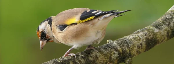 Goldfinch Een Tak Een Bos Het Verenigd Koninkrijk — Stockfoto