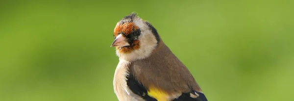 Goldfinch Větvi Dřevě Velké Británii — Stock fotografie