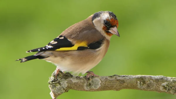 Goldfinch Větvi Dřevě Velké Británii — Stock fotografie