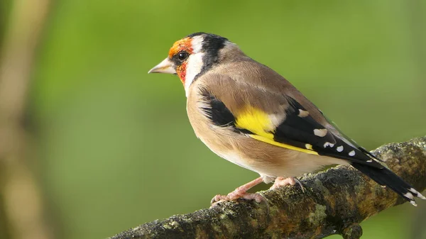 Goldfinch Uma Filial Uma Madeira Reino Unido — Fotografia de Stock