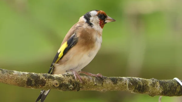 Goldfinch Una Rama Bosque Reino Unido —  Fotos de Stock