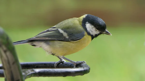 Great Tit Sitting Fence — Fotografia de Stock