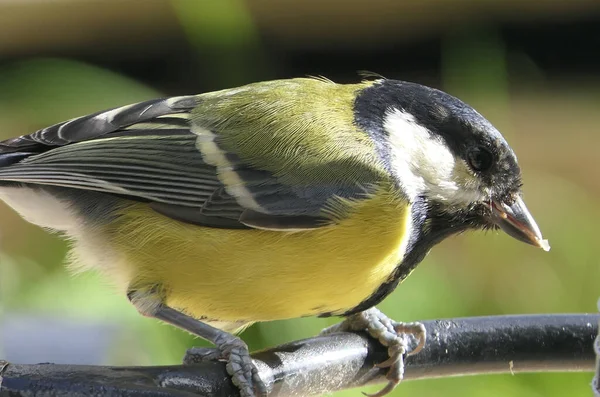 Great Tit Sitting Fence — Stock Photo, Image