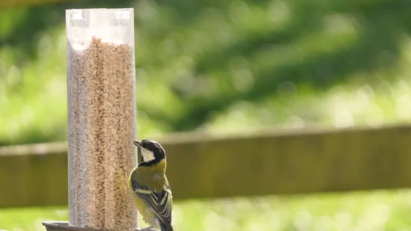 Great Tit Feeding Bird Table — Photo