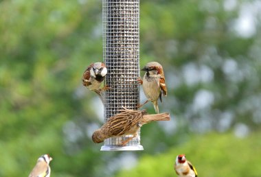 Sparrow Hanesi, İngiltere 'deki kuş masasında bir tohum yemleyicisinde besleniyor.