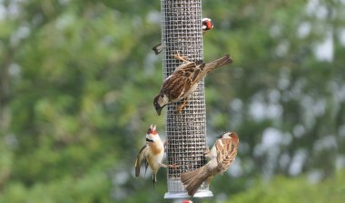 Sparrow Hanesi, İngiltere 'deki kuş masasında bir tohum yemleyicisinde besleniyor.