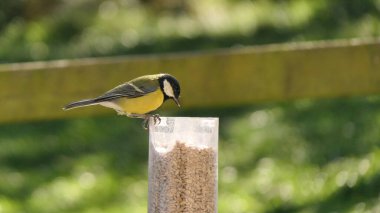 Great Tit feeding from a bird table in the UK