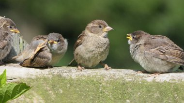 Sparrow Hanesi İngiltere 'de bir çitin üzerinde oturuyor.