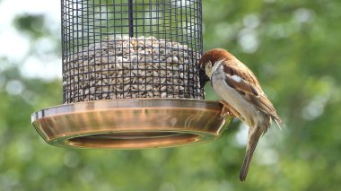 Sparrow Hanesi, İngiltere 'deki kuş masasında bir tohum yemleyicisinde besleniyor.