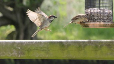 Sparrow Hanesi, İngiltere 'deki kuş masasında tohum yemleyicisinde dövüşüyor.