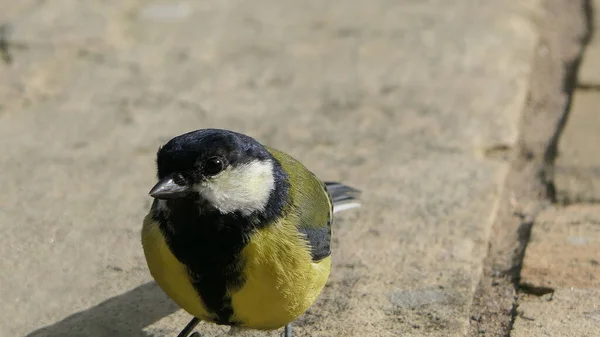 Great Tit feeding from a bird table in the UK