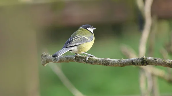 Great Tit Sitting Branch Wood — Fotografia de Stock