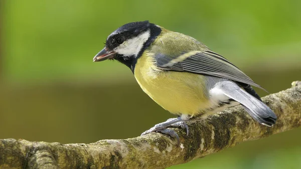 Great Tit Sitting Branch Wood — Stockfoto