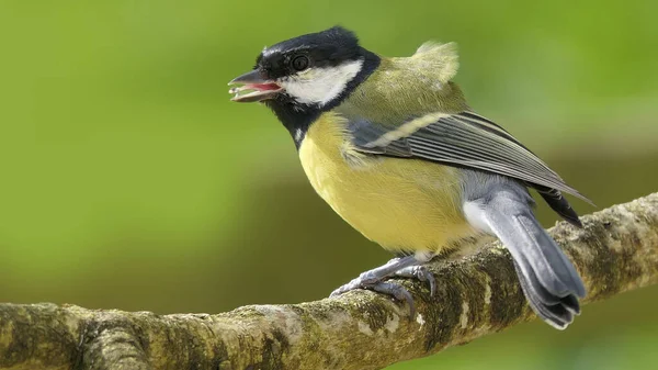 Great Tit Sitting Branch Wood — Stock Photo, Image