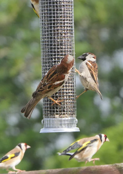 House Sparrow Feeding Seed Feeder Bird Table — Stock Photo, Image