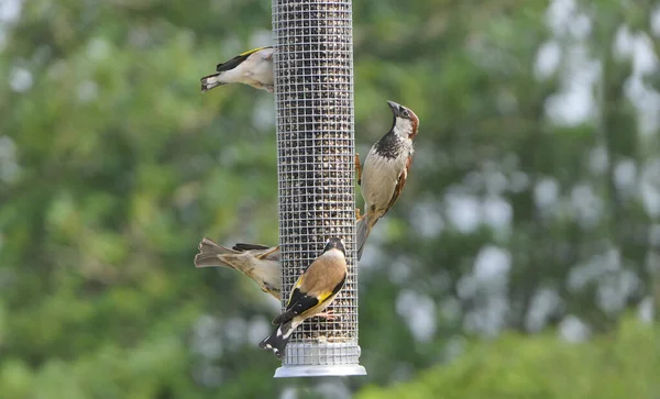 House Sparrow feeding at a seed feeder at bird table in UK