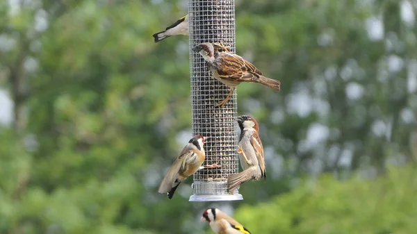 House Sparrow feeding at a seed feeder at bird table in UK