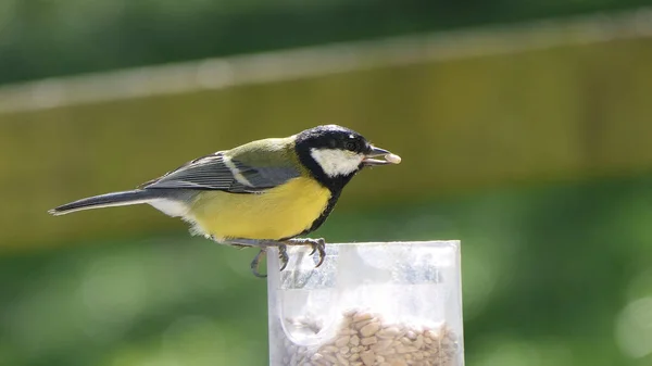 Great Tit feeding from a bird table in the UK