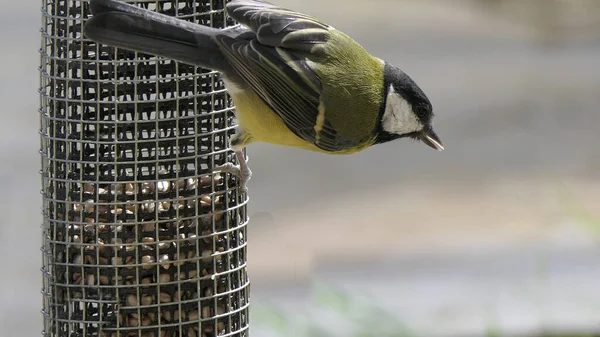 Great Tit Feeding Bird Table — Fotografia de Stock