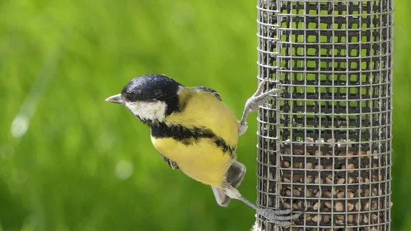 Great Tit Feeding Bird Table — 图库照片