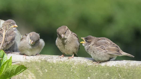 House Sparrow Sedí Plotě Velké Británii — Stock fotografie