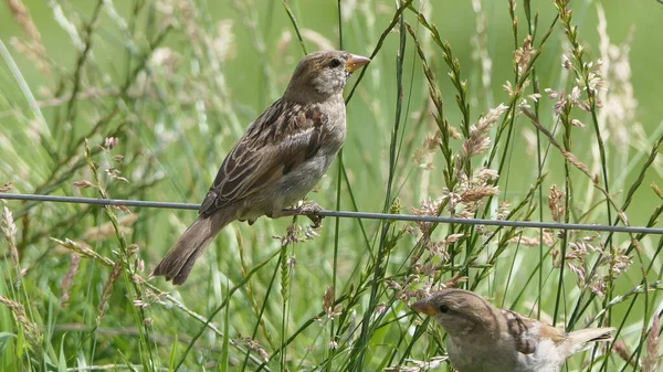 Sparrow Hanesi Ngiltere Bir Çitin Üzerinde Oturuyor — Stok fotoğraf