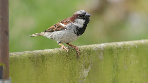 House Sparrow Sedí Plotě Velké Británii — Stock fotografie