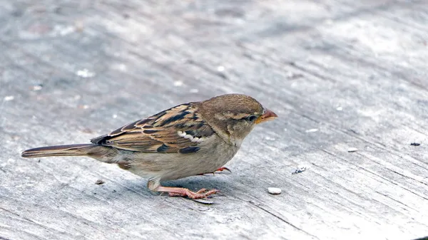 House Sparrow Krmení Krmení Semen Ptačí Stůl Velké Británii — Stock fotografie