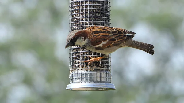 Sparrow Hanesi Ngiltere Deki Kuş Masasında Bir Tohum Yemleyicisinde Besleniyor — Stok fotoğraf