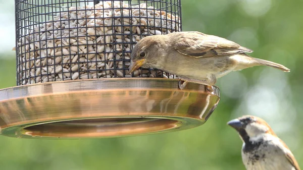 House Sparrow feeding at a seed feeder at bird table in UK