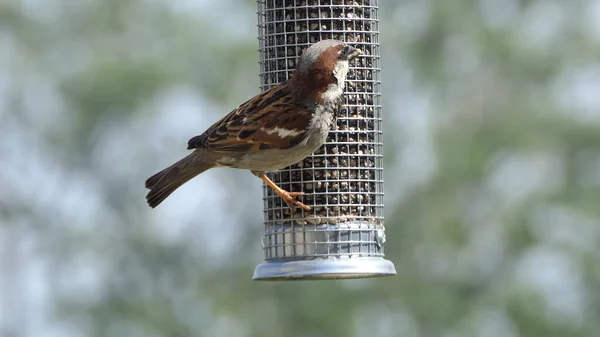 Sparrow Hanesi Ngiltere Deki Kuş Masasında Bir Tohum Yemleyicisinde Besleniyor — Stok fotoğraf