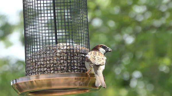 Sparrow Hanesi Ngiltere Deki Kuş Masasında Bir Tohum Yemleyicisinde Besleniyor — Stok fotoğraf