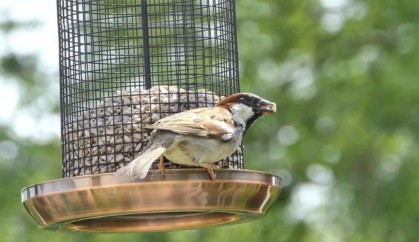 Sparrow Hanesi Ngiltere Deki Kuş Masasında Bir Tohum Yemleyicisinde Besleniyor — Stok fotoğraf