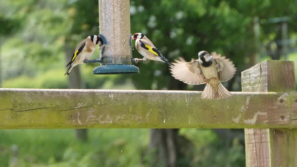 Moineau Domestique Combattant Une Mangeoire Graines Table Des Oiseaux Royaume — Photo