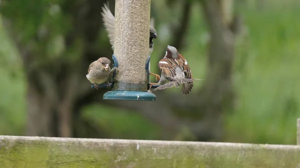 Σπίτι Sparrow Αγωνίζονται Έναν Τροφοδότη Σπόρων Στο Τραπέζι Των Πτηνών — Φωτογραφία Αρχείου