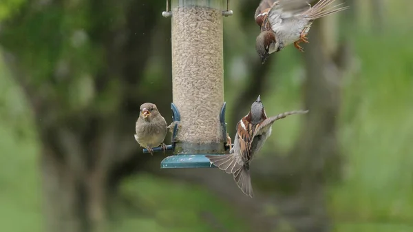 Σπίτι Sparrow Αγωνίζονται Έναν Τροφοδότη Σπόρων Στο Τραπέζι Των Πτηνών — Φωτογραφία Αρχείου